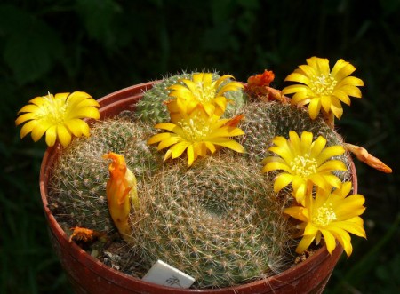 Rebutia marsoneri